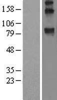 ls007466 wfs1 human over expression lysates nm 006005 wb testing 1