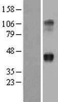 WNT2 Human Over-expression Lysates NM_003391