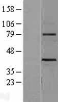 ls007473 wnt3 human over expression lysates nm 030753 wb testing 1