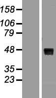WNT8A Human Over-expression Lysates NM_058244