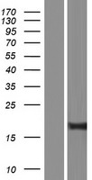 ls007485 tryptophan rich protein wrb human over expression lysates nm 001146218 wb testing 2