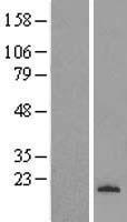 ls007485 tryptophan rich protein wrb human over expression lysates nm 004627 wb testing 1