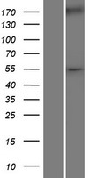ls007490 wilms tumor protein wt1 human over expression lysates nm 000378 wb testing 1
