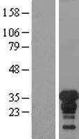 ls007507 xpa human over expression lysates nm 000380 wb testing 1