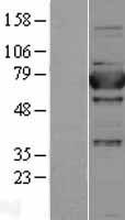 XPNPEP1 Human Over-expression Lysates NM_020383