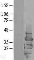 ls007531 14 3 3 epsilon ywhae human over expression lysates nm 006761 wb testing 1