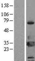 14 3 3 eta (YWHAH) Human Over-expression Lysates NM_003405