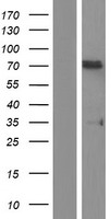 splicing factor 1 (SF1) Human Over-expression Lysates NM_004630