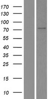 splicing factor 1 (SF1) Human Over-expression Lysates NM_201995