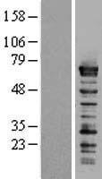 ls007536 splicing factor 1 sf1 human over expression lysates nm 201998 wb testing 1