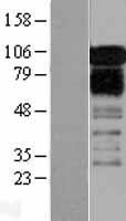 ZFPL1 Human Over-expression Lysates NM_006782