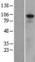 ls007543 zfx human over expression lysates nm 003410 wb testing 2