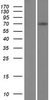 ls007544 zfy human over expression lysates nm 001145276 wb testing 1