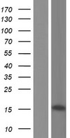 ls007551 znf3 human over expression lysates nm 017715 wb testing 1