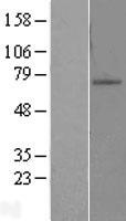 ls007556 znf10 human over expression lysates nm 015394 wb testing 1