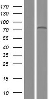 ls007559 znf12 human over expression lysates nm 006956 wb testing 1