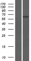 ZNF708 Human Over-expression Lysates NM_021269