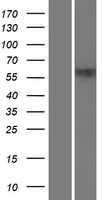 ZNF20 Human Over-expression Lysates NM_021143