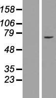 ls007569 znf182 human over expression lysates nm 001007088 wb testing 1