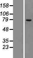 ZNF23 Human Over-expression Lysates NM_145911