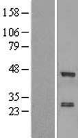 ls007572 znf24 human over expression lysates nm 006965 wb testing 1