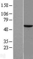 ZNF35 Human Over-expression Lysates NM_003420