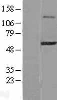ZFP38 (ZSCAN21) Human Over-expression Lysates NM_145914