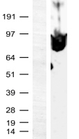 Myeloid zinc finger 1 (MZF1) Human Over-expression Lysates NM_198055