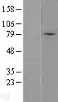 ls007596 znf45 human over expression lysates nm 003425 wb testing 1
