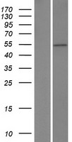 ZBTB25 Human Over-expression Lysates NM_006977