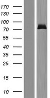 ls007625 znf74 human over expression lysates nm 003426 wb testing 1