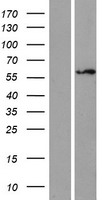 ls007626 znf75 znf75d human over expression lysates nm 007131 wb testing 2