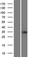 ls007627 znf75a human over expression lysates nm 153028 wb testing 1
