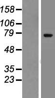 ls007638 znf221 human over expression lysates nm 013359 wb testing 1