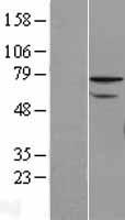 ZNF143 Human Over-expression Lysates NM_003442