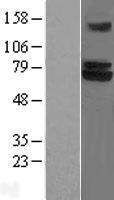 ls007706 trim25 human over expression lysates nm 005082 wb testing 1