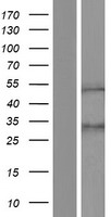 ls007710 znf154 human over expression lysates nm 001085384 wb testing 1