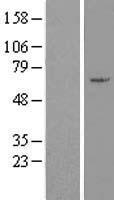 ZNF165 Human Over-expression Lysates NM_003447