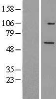 TRIM26 Human Over-expression Lysates NM_003449