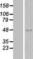 ZNF174 Human Over-expression Lysates NM_003450