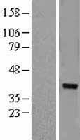 ls007730 znf177 human over expression lysates nm 003451 wb testing 1
