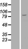 ls007738 znf184 human over expression lysates nm 007149 wb testing 1