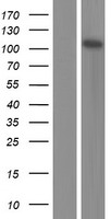 ls007739 znf185 human over expression lysates nm 001178110 wb testing 1