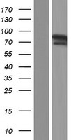 ls007739 znf185 human over expression lysates nm 007150 wb testing 3