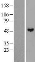 ls007746 znf193 zscan9 human over expression lysates nm 006299 wb testing 1