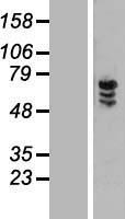 ZNF205 Human Over-expression Lysates NM_001042428