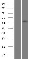 ZNF215 Human Over-expression Lysates NM_013250
