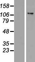 ZNF217 Human Over-expression Lysates NM_006526