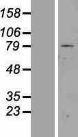 ls007768 znf225 human over expression lysates nm 013362 wb testing 1