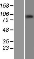 ls007769 znf226 human over expression lysates nm 001032373 wb testing 2